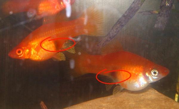 de pe net - pesti-005.jpg